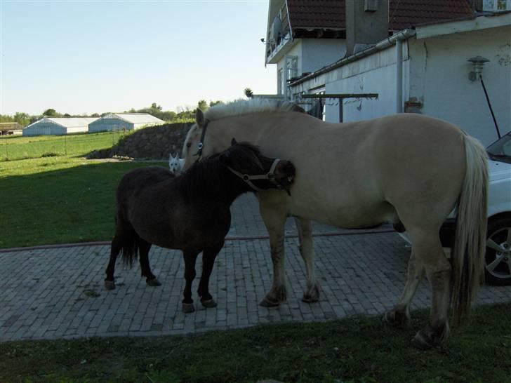 Shetlænder Oline - Oline og Snip hygger. billede 8