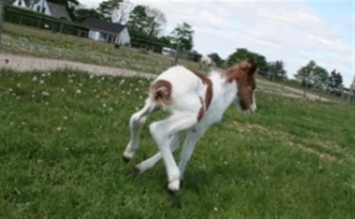 Islænder Töffari fra Holleskov billede 14