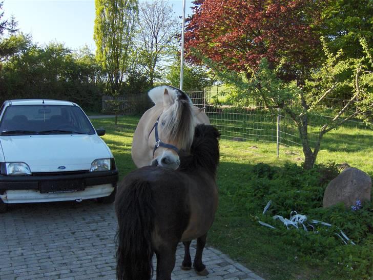 Shetlænder Oline - Og ja hun er bare blevet så smuk efter venter pælsen er væk og hun har tabt sig så hun er til pas nu. billede 9