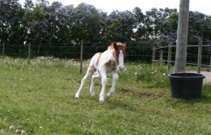 Islænder Töffari fra Holleskov billede 15