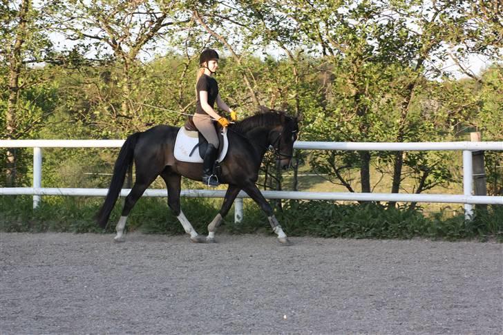 Anden særlig race Mr. Malle - Trav d. 14-5-08 billede 8