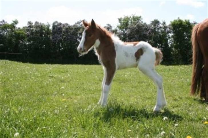 Islænder Töffari fra Holleskov billede 16