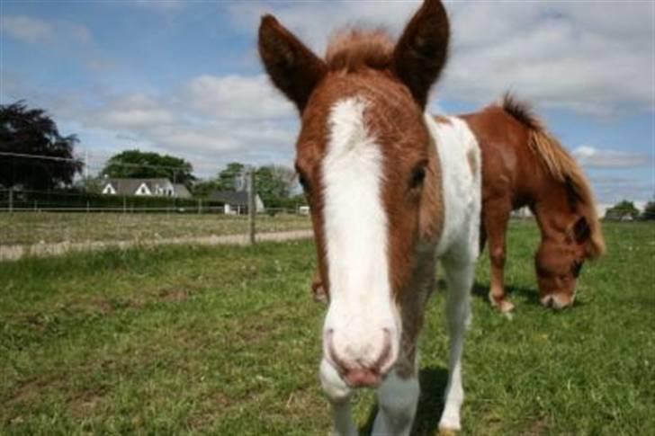 Islænder Töffari fra Holleskov billede 18