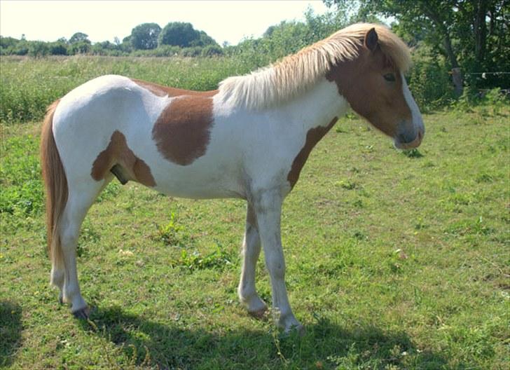 Islænder Töffari fra Holleskov billede 19