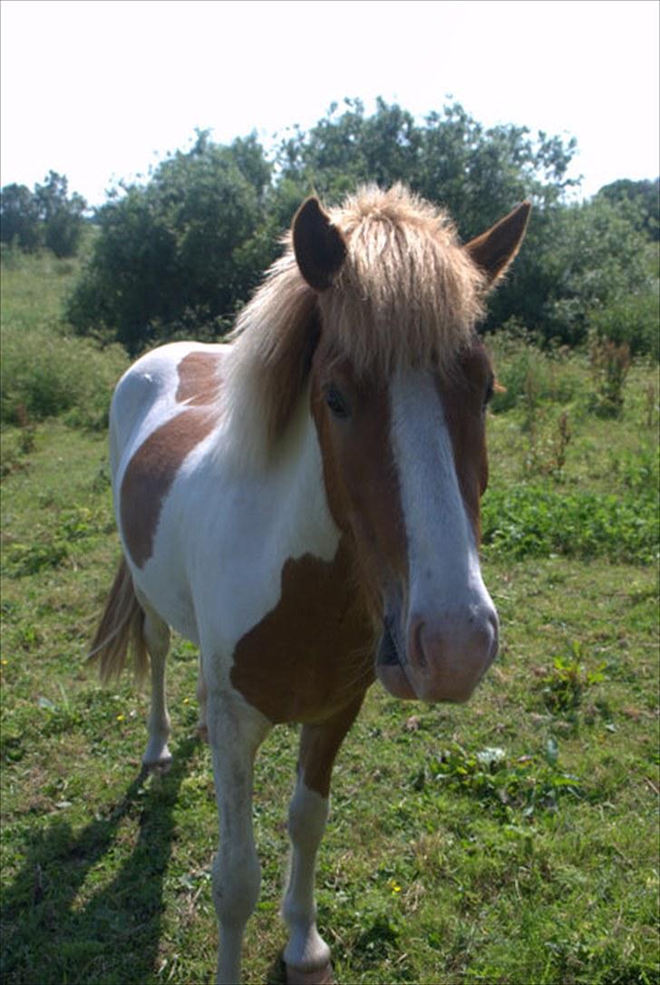 Islænder Töffari fra Holleskov billede 20