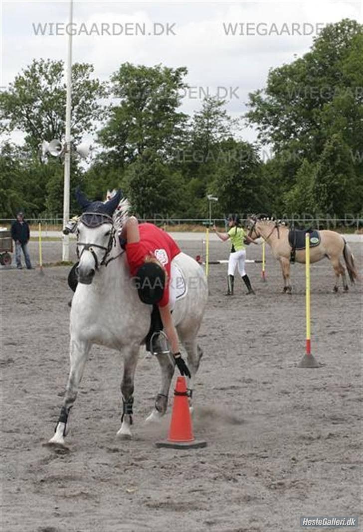 Anden særlig race Cloe :'( Min engel! R.I.P - Stjernen til DM.  billede 9