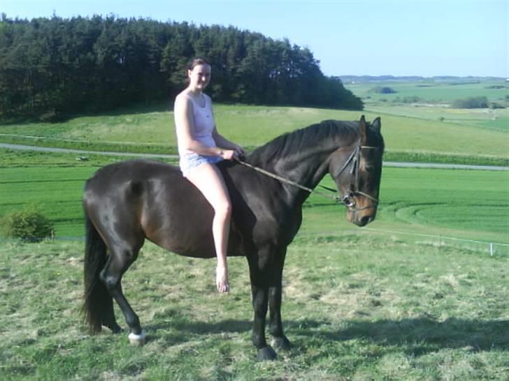 Dansk Varmblod Don Cavo *R.I.P* - en dag på folden med Ditte billede 17