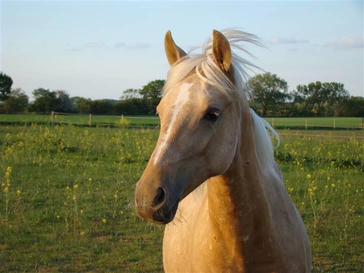 Palomino Brattensborgs BaileySOLGT billede 19