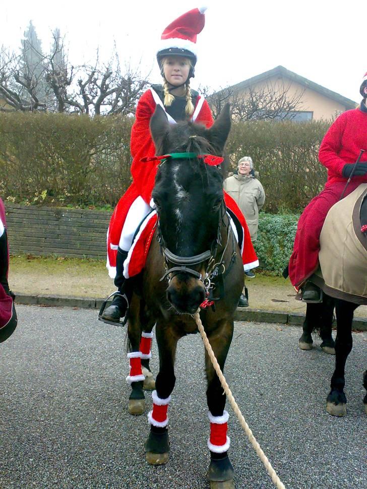 Connemara Illias R.I.P :'( - juleoptog 24/12 07 billede 7