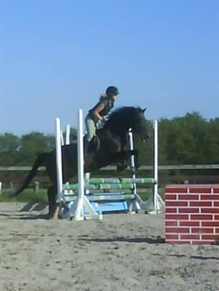 Connemara Illias R.I.P :'( - spring 14/5 08 billede 8