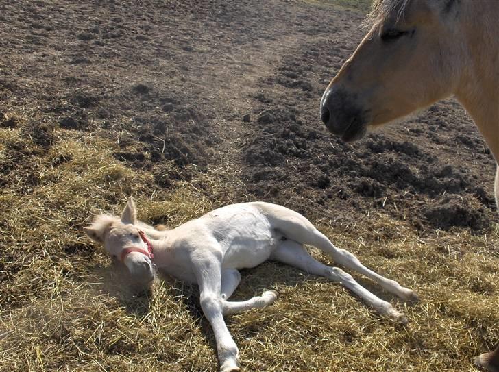 Fjordhest Laika á Jungshoved SOLGT  billede 12