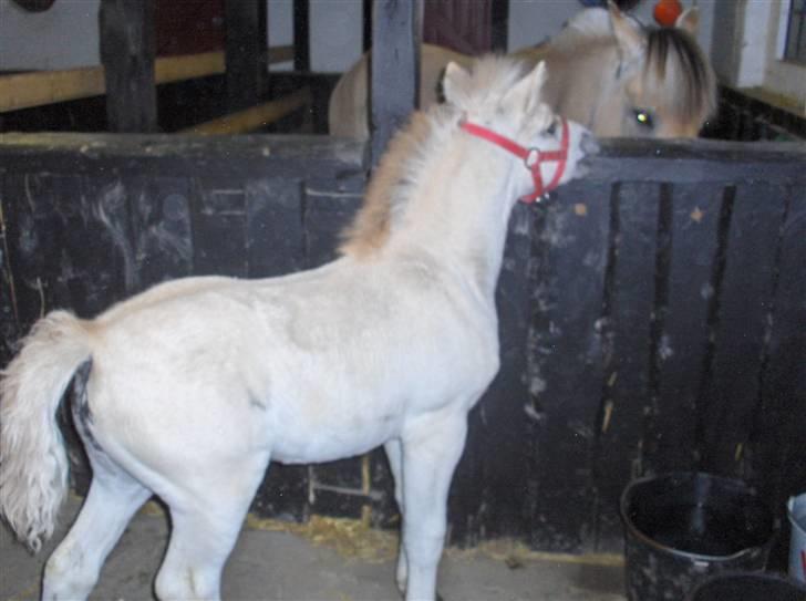 Fjordhest Laika á Jungshoved SOLGT  - på opdagelse i stalden 3 uger gammel  billede 13