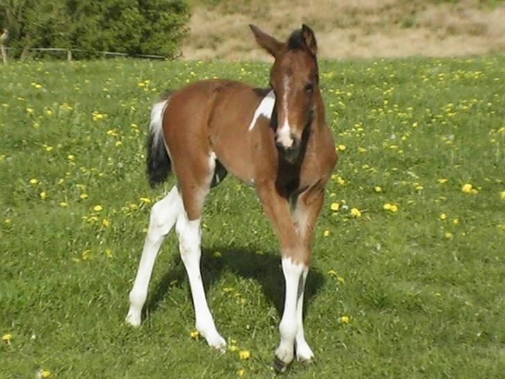 Pinto Egebæks Makita R.I.P. - Makita 3 uger gammel billede 16