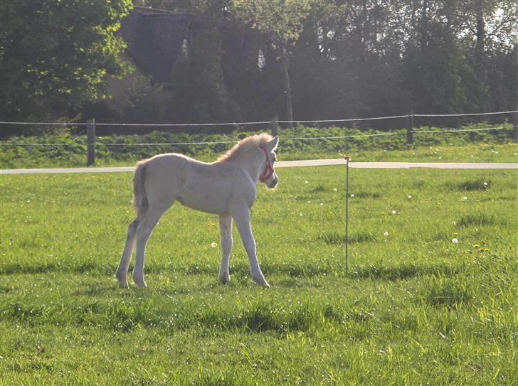 Fjordhest Laika á Jungshoved SOLGT  billede 14