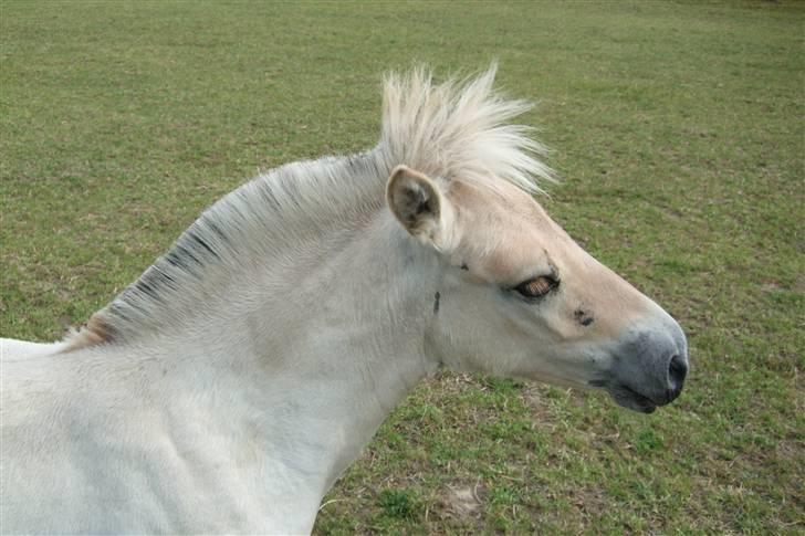 Fjordhest Laika á Jungshoved SOLGT  - laika 3 1/2 måned gammel billede 15