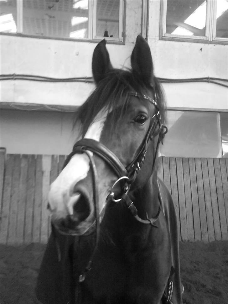 Anden særlig race Lacuna Coil - solgt. - 24/12-08 billede 1