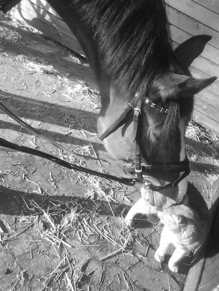 Anden særlig race Lacuna Coil - solgt. - 24/12-08 billede 2