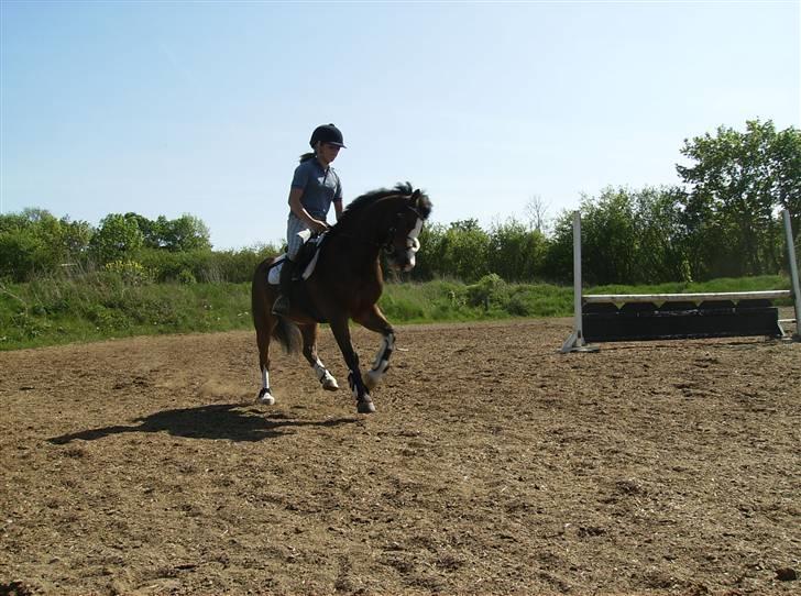 Welsh Pony (sec B) Fokus | B-pony | SOLGT! billede 13