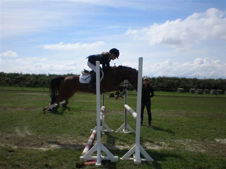 Welsh Pony (sec B) Fokus | B-pony | SOLGT! - opvarmning til stævne billede 15