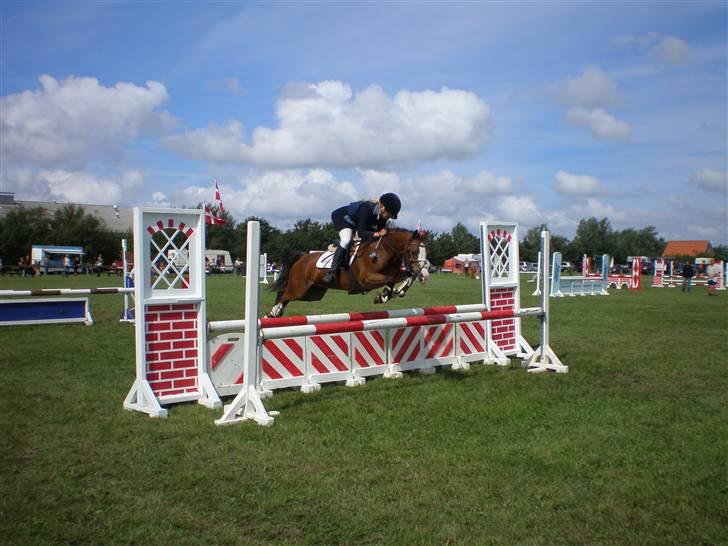 Welsh Pony (sec B) Fokus | B-pony | SOLGT! - Sydjyysk Mesterskab 08 VANDT !!!!   MLH-foto billede 16