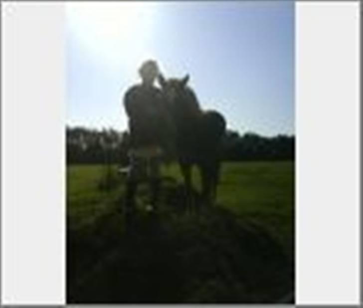 Welsh Mountain (sec A) Tøssen R.I.P - tøsse og gamle halvpart ;) billede 7