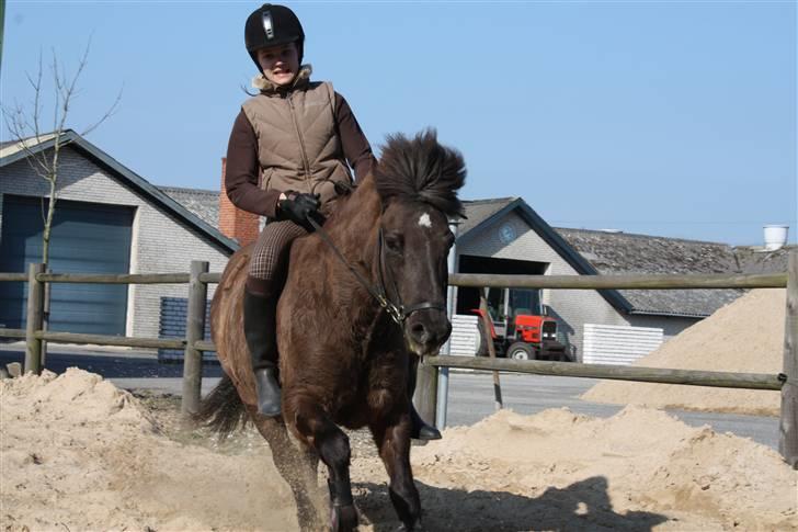 Islænder Katla - whiii miiq og katla i galop uden sadle :D billede 12