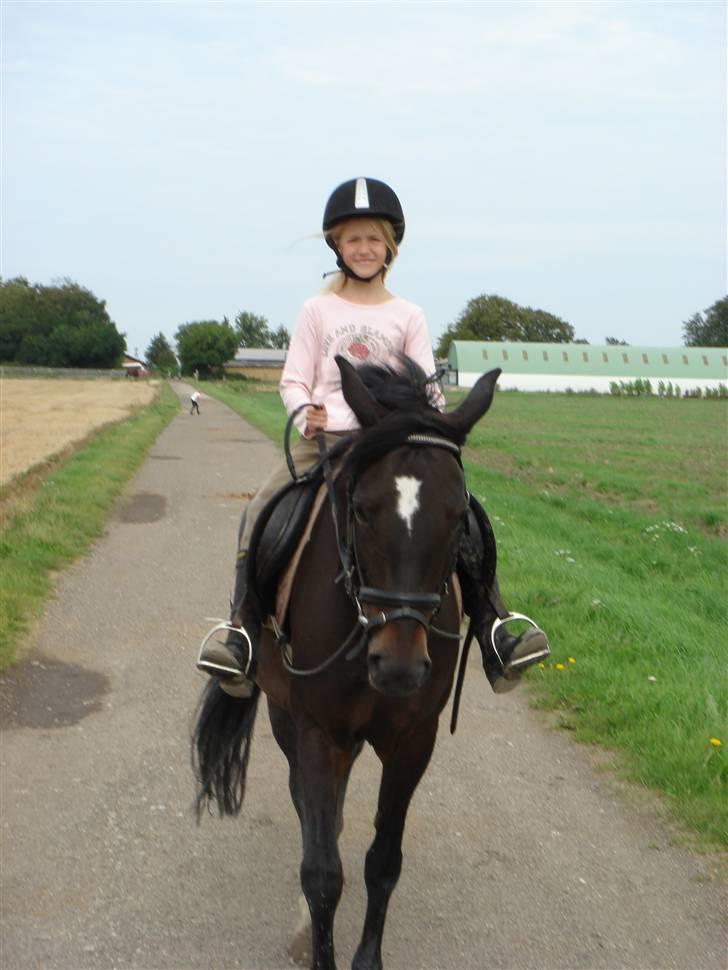 New Forest Pallas Athene - Velkommen til min savnede ponys profil foto Lene billede 1