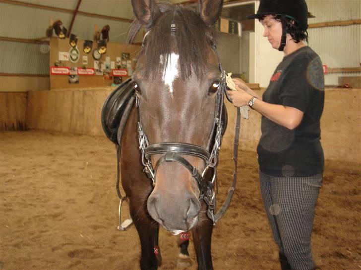 New Forest Pallas Athene - Min mor og Dejlige Athene foto Mig billede 2