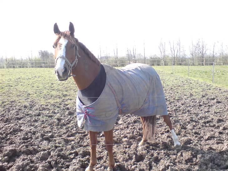 DSP Oscar - folden elsker oscar, og jo mere beskidt han han blive jo bedre har han det billede 6