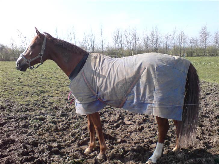 DSP Oscar - han trænger til et nyt dækken billede 7