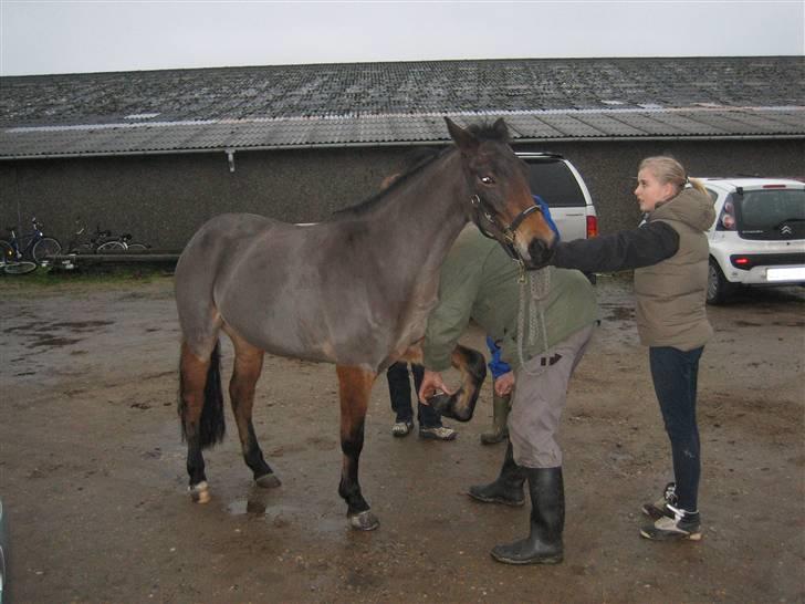 New Forest -Miss Jeanette (savnet!)  - 3. :)  bøjprøve (: billede 3