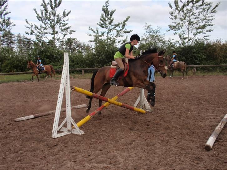 New Forest -Miss Jeanette (savnet!)  - 6. Rytterlejt 08 . Foto: Camilla Ville Mikkelsen , tak :) billede 6