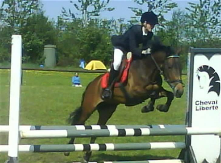 New Forest -Miss Jeanette (savnet!)  - 7. Til pinsestævne 8) billede 7
