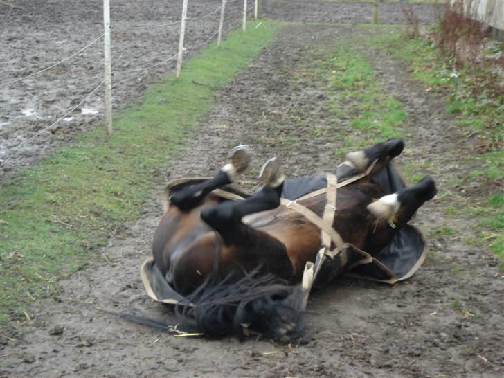 New Forest Pallas Athene - Er det dejligt at rulle sig tøsse foto Lene ps. fold billederne er den sidste dag i hendes liv :´( billede 4