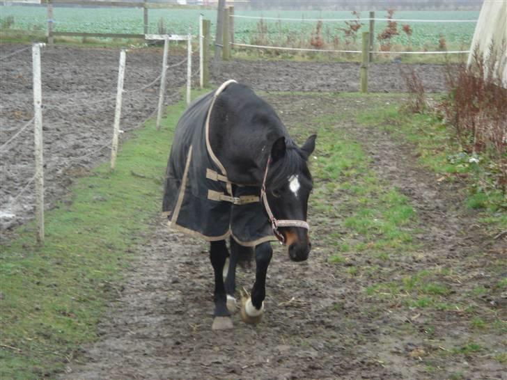 New Forest Pallas Athene - Nu kommer jeg foto Lene billede 5