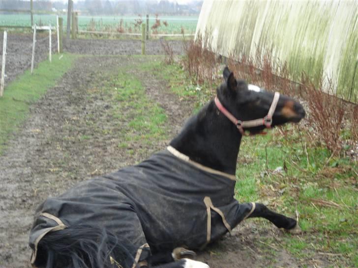 New Forest Pallas Athene - Så er jeg færdig med at rulle mig foto Lene billede 6