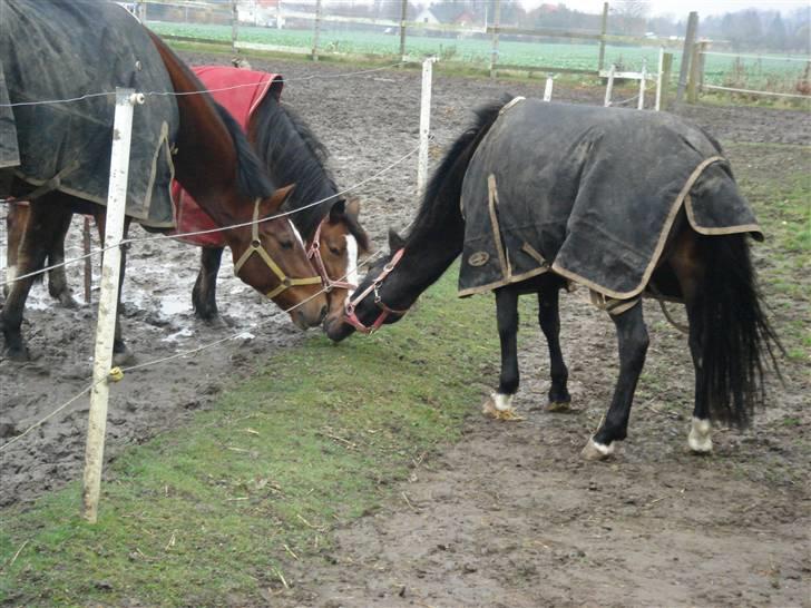 New Forest Pallas Athene - Hilser lige på liselotte (aflivet hun var også syg) og Thin Thin billede 7