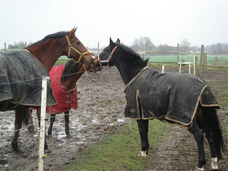 New Forest Pallas Athene - Møsser lidt med Thin Thin foto Lene billede 8