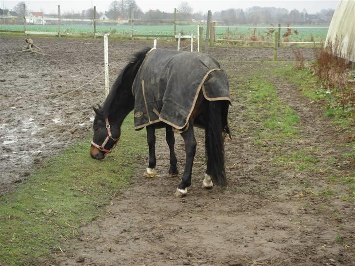 New Forest Pallas Athene - Græsser lige lidt foto Lene billede 10