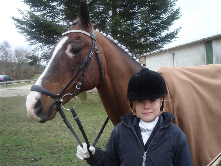 DSP Brown Bodean - solgt - Her er min ejer....  billede 4