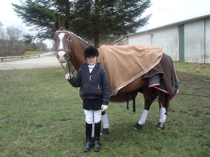 DSP Brown Bodean - solgt - Vi er til vores første stævne... billede 5