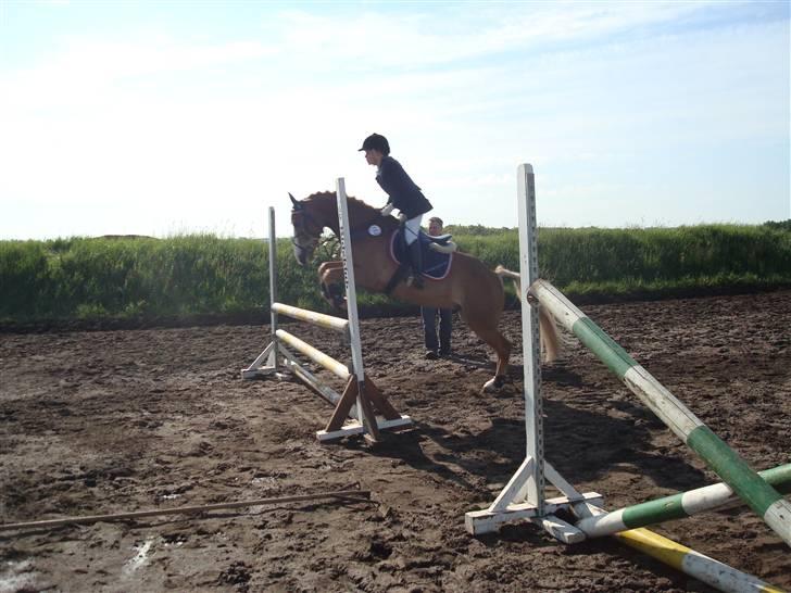 Hollandsk Sportspony Blondie - Her sprinqer vi så... billede 2