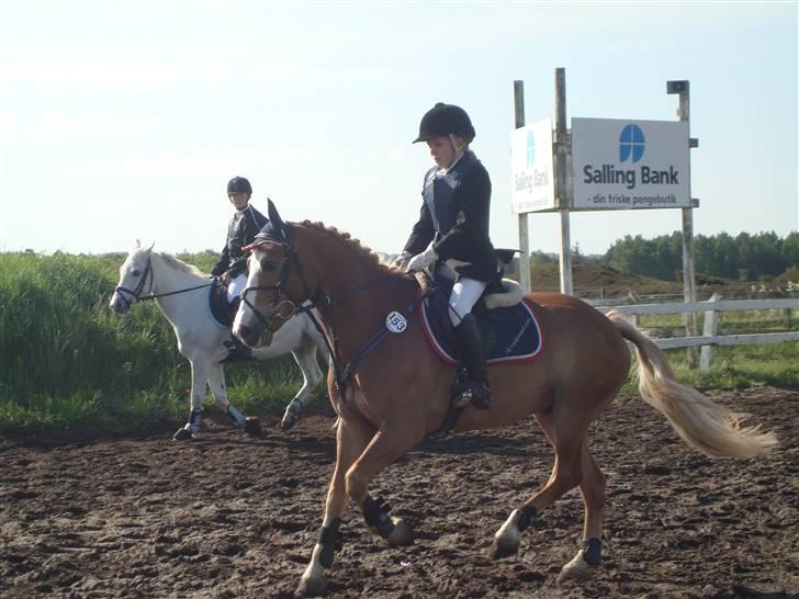 Hollandsk Sportspony Blondie - Se, han kan qoloper...  billede 3