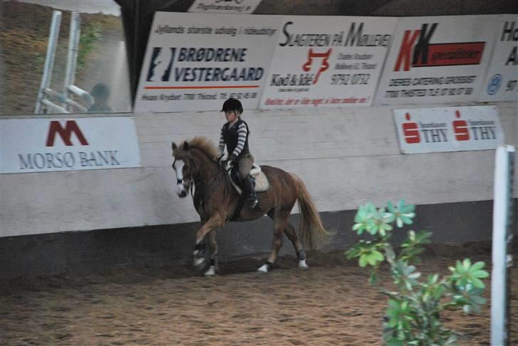 Hollandsk Sportspony Blondie - Lidt qalop... Jeq skal til at sprinqe.. billede 5