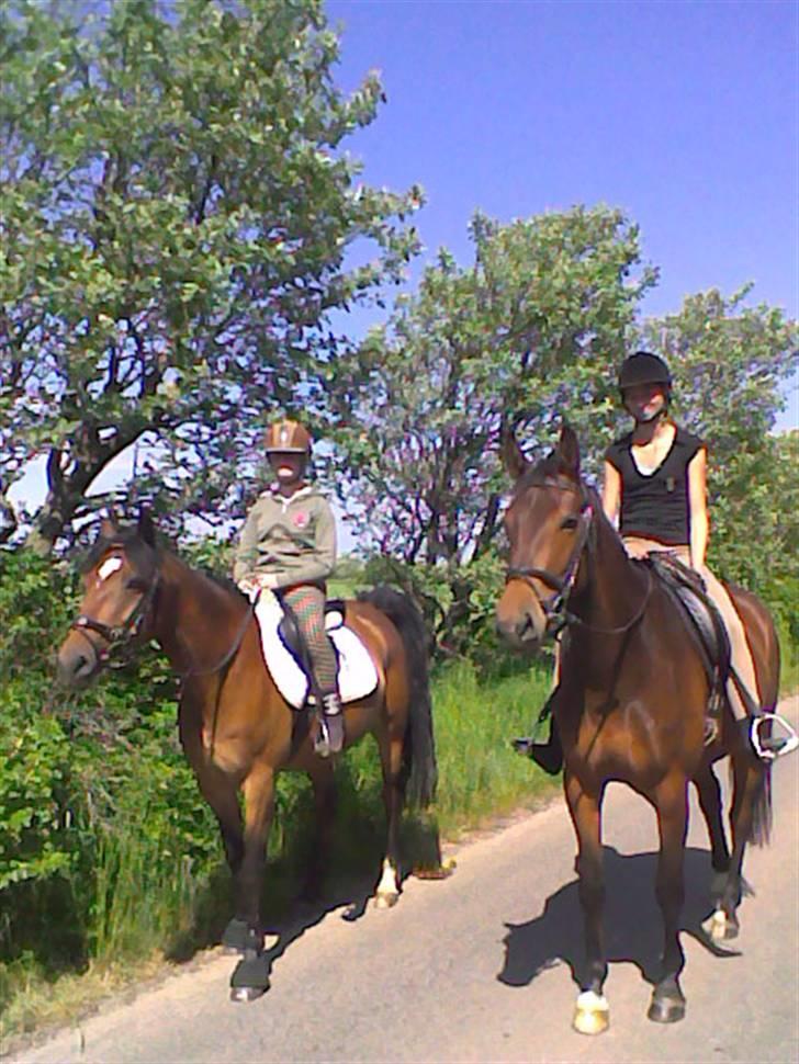 Dansk Varmblod Adelaid / Landi - Katrine på Fiego og mig på Landi på vej mod Roborg i strømpefødder billede 9