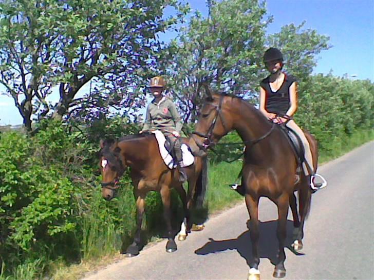 Dansk Varmblod Adelaid / Landi - Stadig på vej :D Landi kigger. billede 10