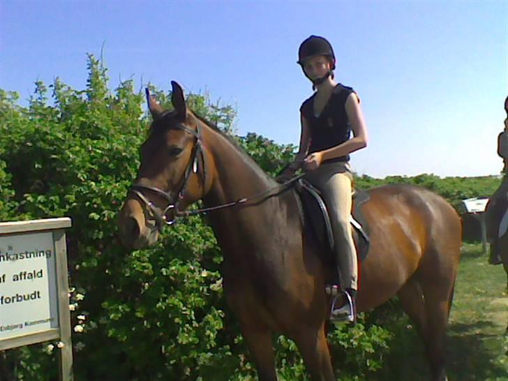 Dansk Varmblod Adelaid / Landi - Landi og jeg nede ved Roborg. billede 12