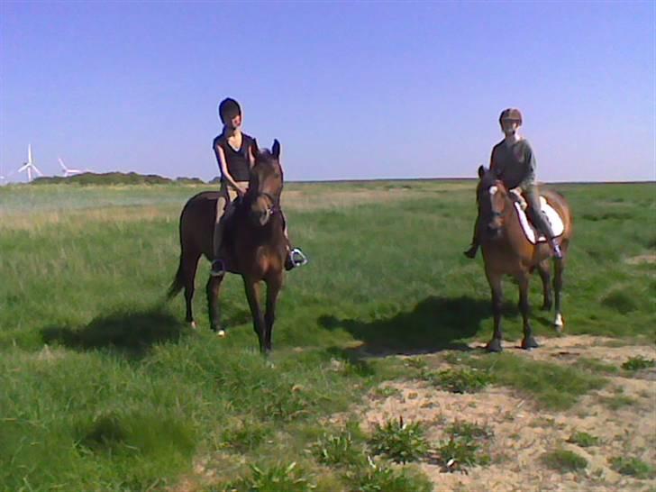 Dansk Varmblod Adelaid / Landi - Landi, jeg, Katrine og Fiego nede ved Roborg billede 13