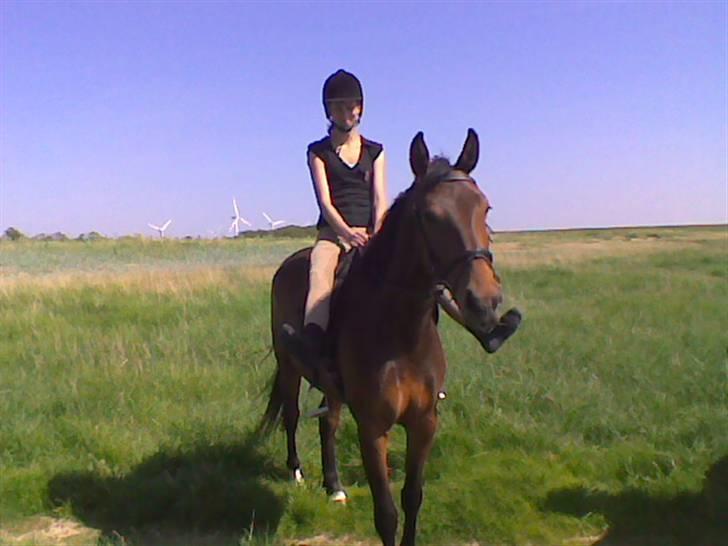 Dansk Varmblod Adelaid / Landi - Nede ved Roborg med stritfødder:D billede 15