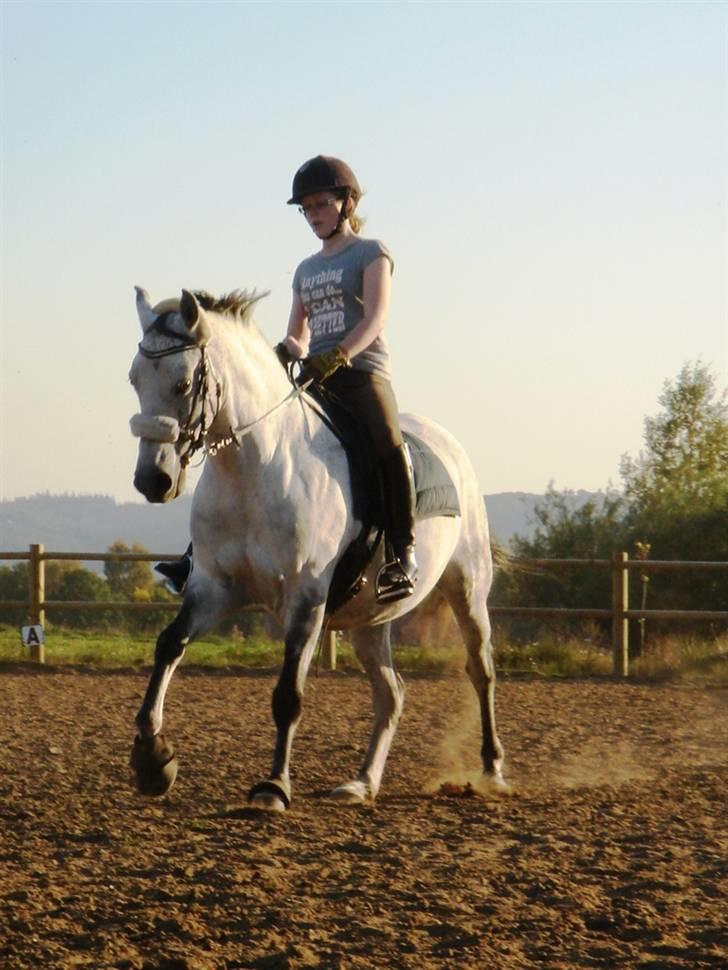 Anden særlig race Rumbero - Gallop på banen foto: Annd MD billede 9